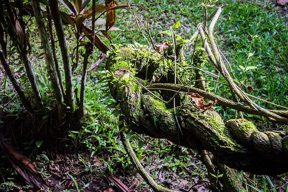 Plantas amazónicas